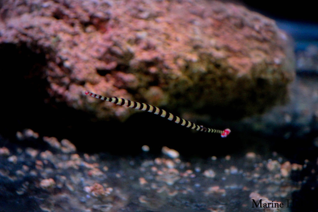 Flagtail Pipefish