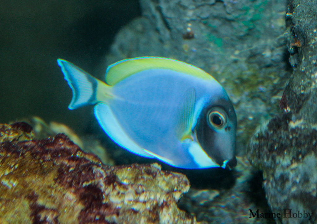 Powder Blue-Reef-Fish