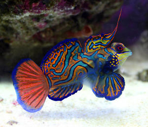 Look For The Green Mandarin Fish Marine Hobby