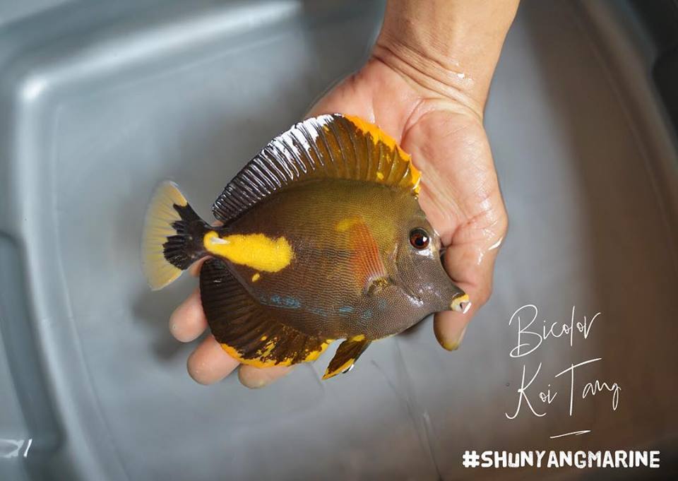 Crazily Stunning Yellow and Powder Blue Hybrid Tangs