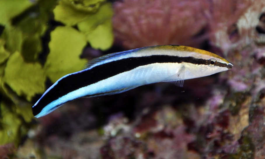 http://marinehobby.com//wp-content/uploads/2018/10/streak-cleaner-wrasse.jpg