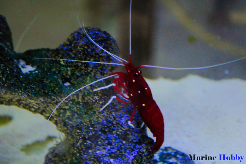 Blood shrimp Reef 