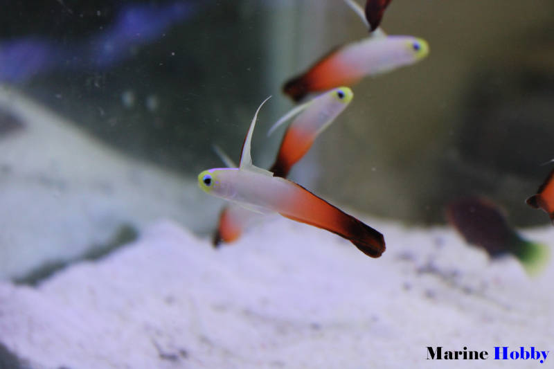 Nemateleotris magnifica-firefish-Fire Dartfish-Marine Hobby (2)