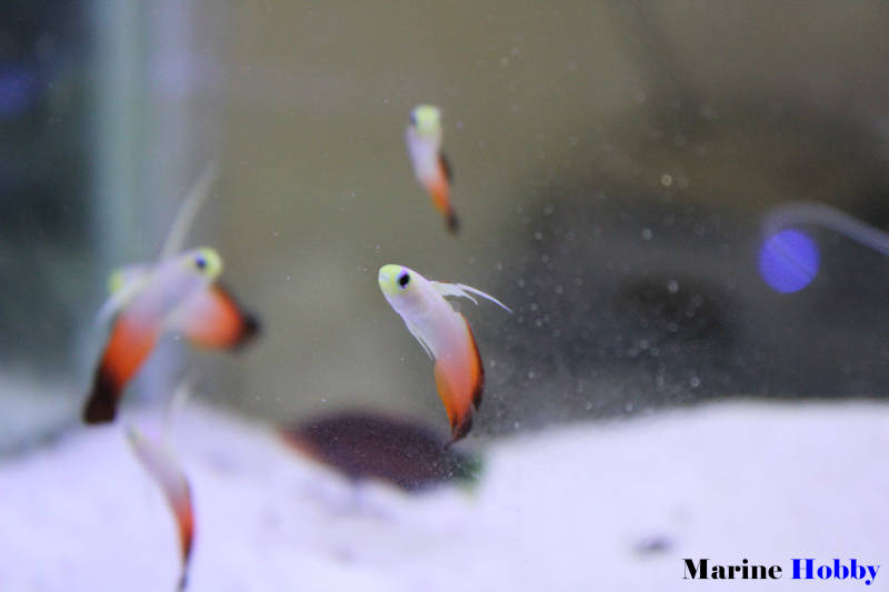 Nemateleotris magnifica_firefish_Fire Dartfish_Marine Hobby