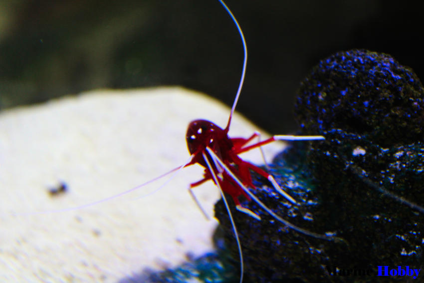 Red shrimp Blood shripm