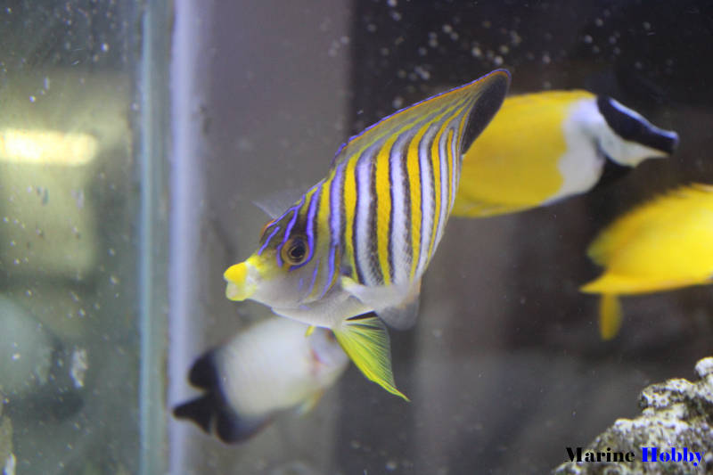 Regal Angelfish_Pygoplitesdiacanthus_MarineHobby