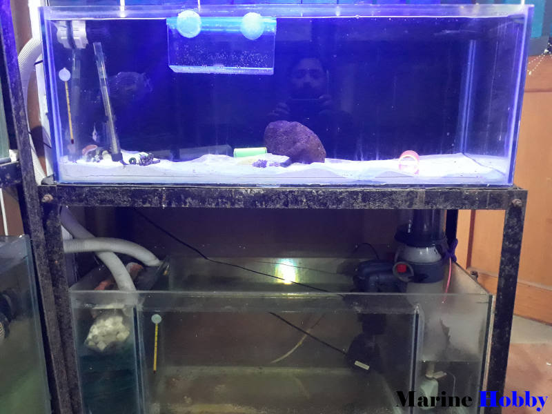 Marine Aquarium Setup Cost in India