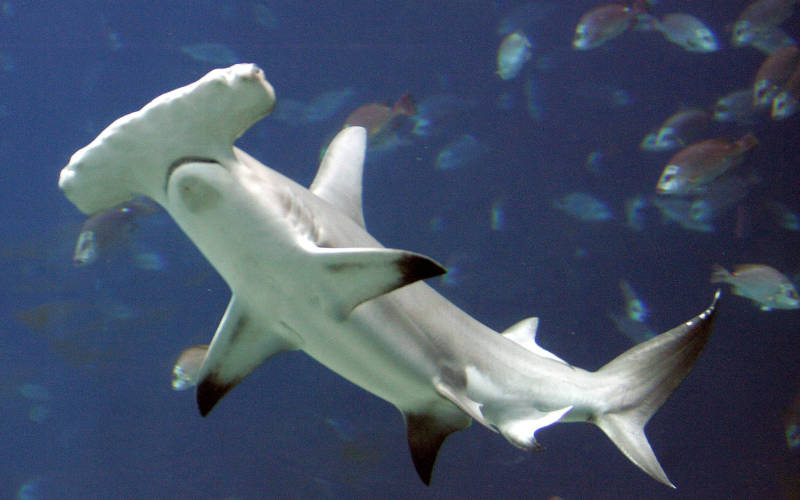 30 hammerhead shark dead