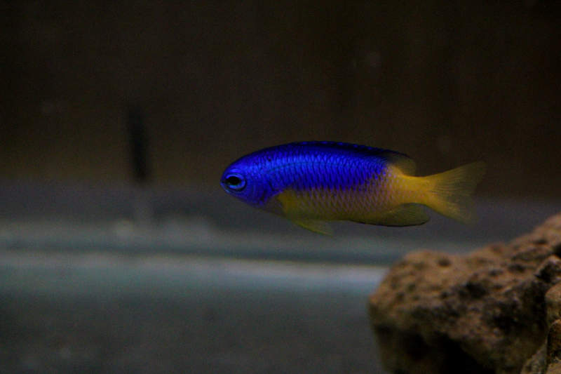 Blue and Yellow Damselfish 1