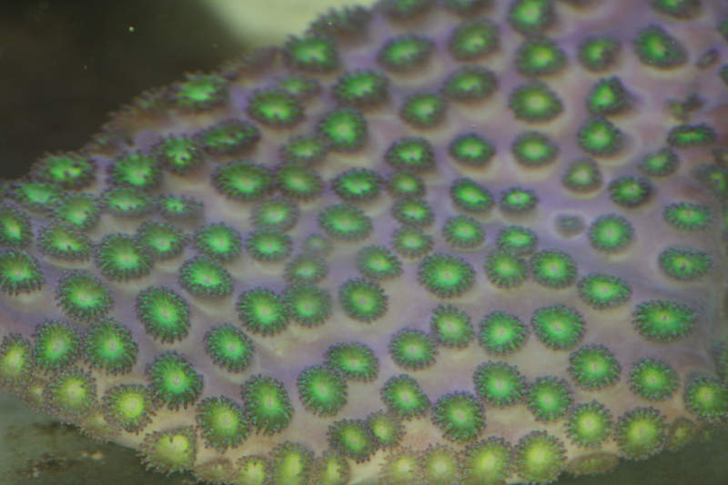 Cyphastrea or Stylocoeniella or Goniopora 1