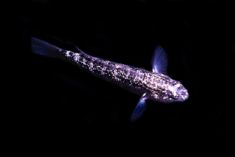 Starry Goby (Asterropteryx semipunctata) Successfully Bred by Biota-1