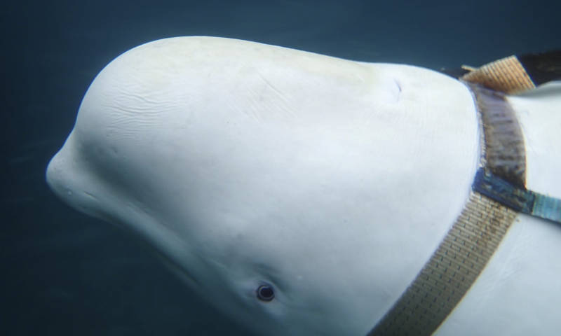 A beluga whale or a Spy whale
