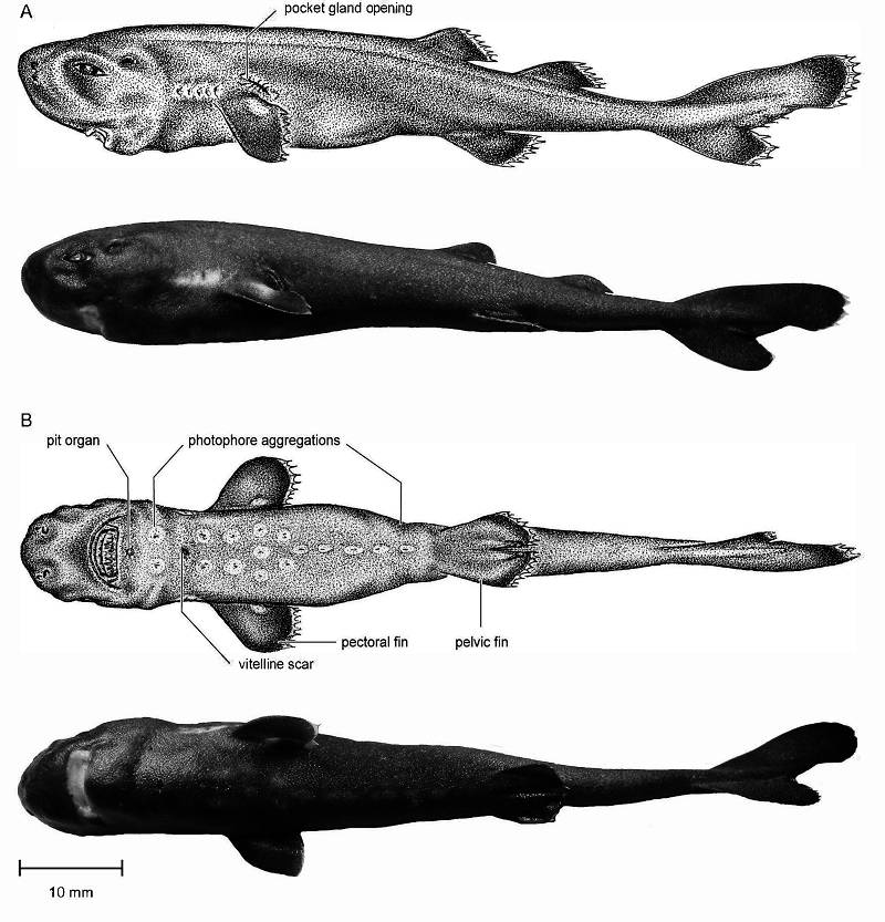 Mollisquama mississippiensis