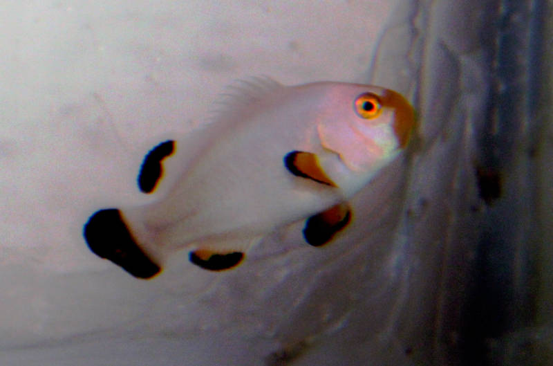 Platinum Clownfish-1