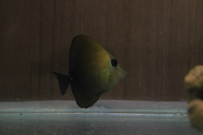 Scopas Tang (Zebrasoma scopas)-1