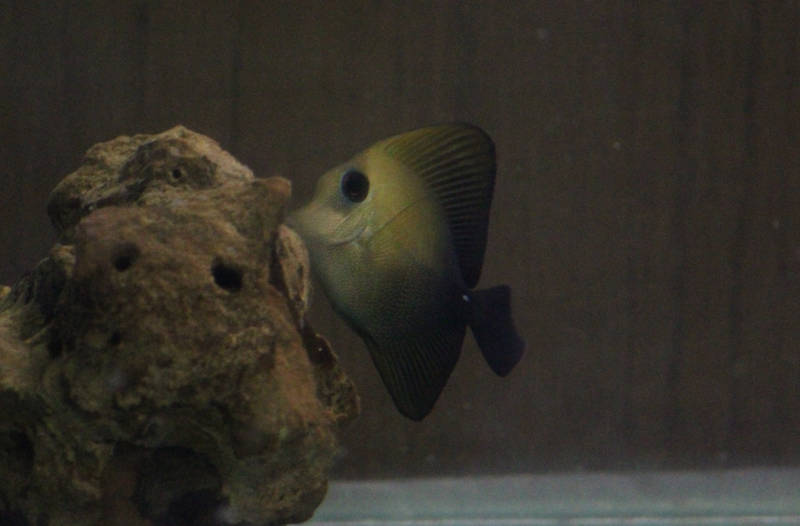 Scopas Tang (Zebrasoma scopas)-2