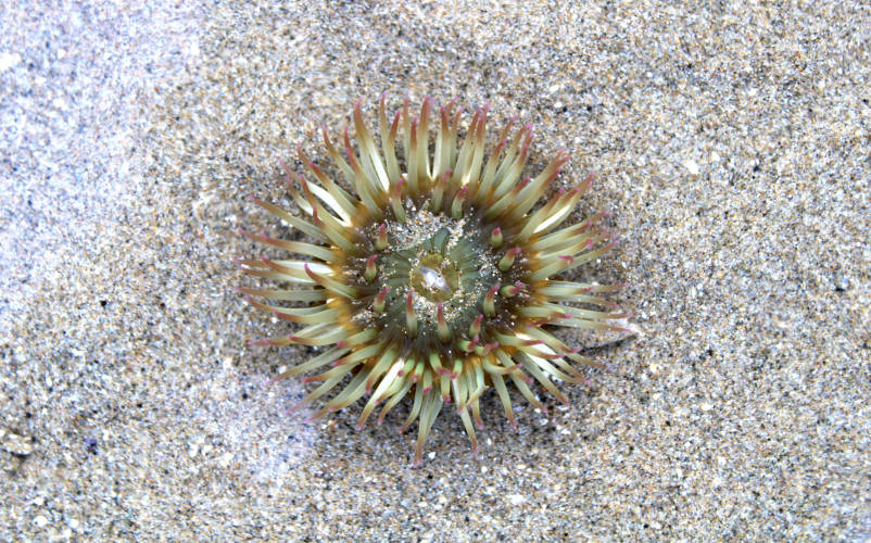 Anemone Haystack Rock