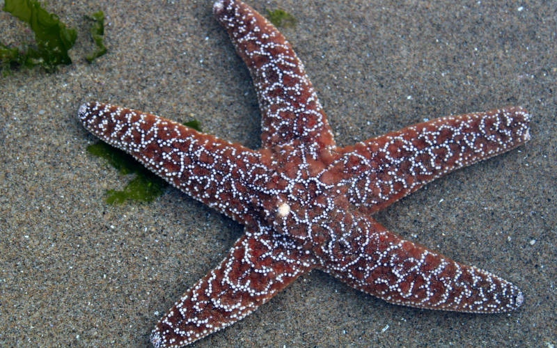 Starfish-Haystack-Rock