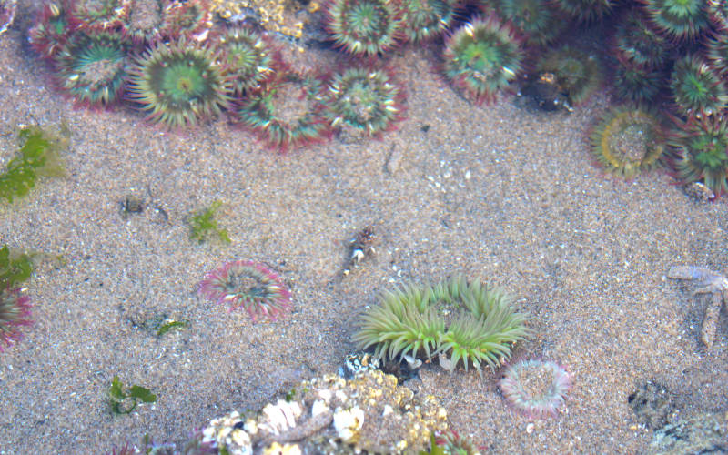 Tidepool-Haystack-Rock-Oregon-Coast