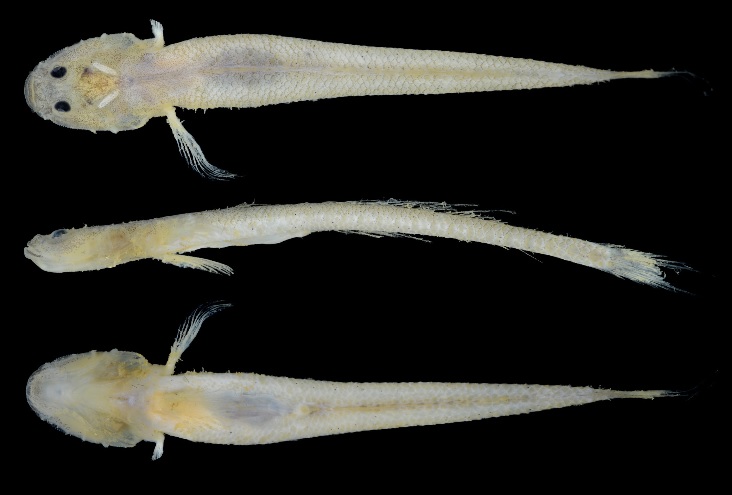 Platygobiopsis hadiatyae-3