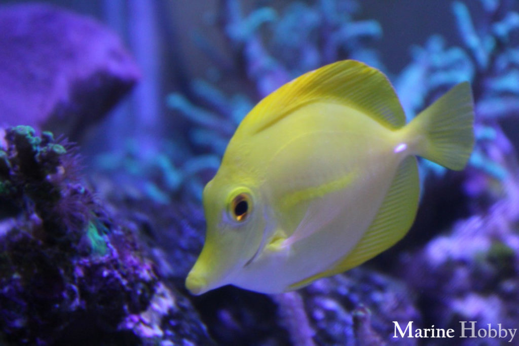 Yellow Tang Reef Fish