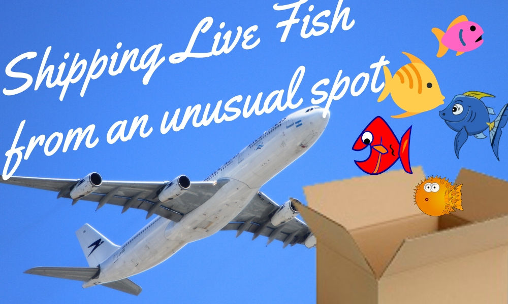 Shipping Live Fish
