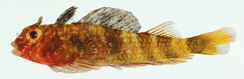 Enneanectes flavus holotype