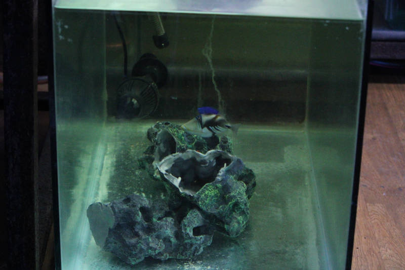 Quarantining Your Fish-QT Tank