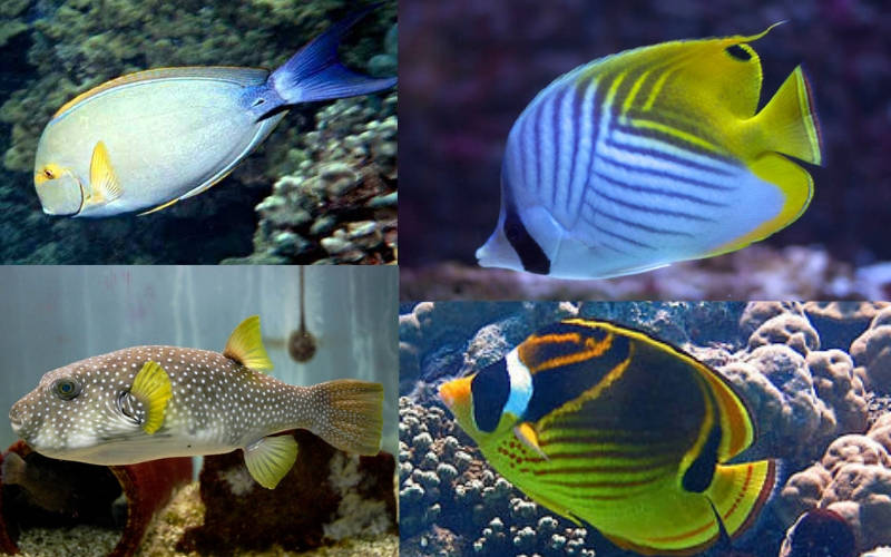 Yellowfin surgeonfish-Threadfin butterflyfish-Raccoon butterflyfish-White spotted puffer-Quarantining Your Fish