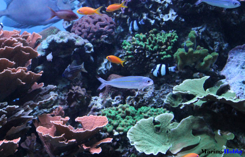 Multilevel Aquarium in Mumbai-1