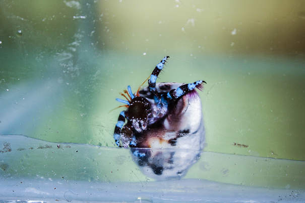 The Blue Leg Hermit Crabs (Calcinus elegans)