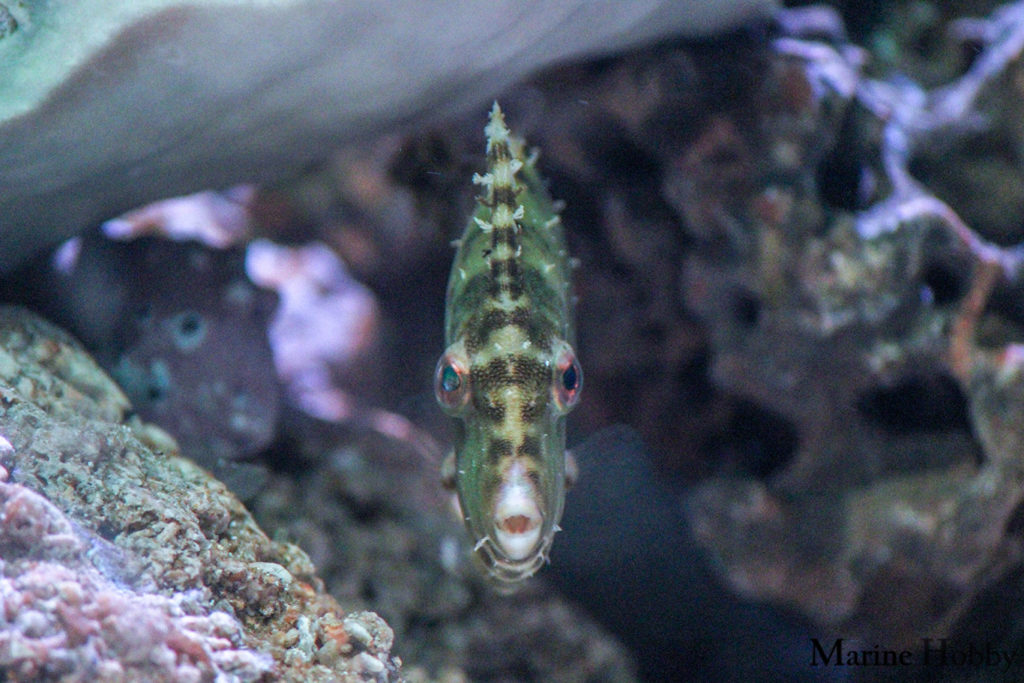 Aptesia eating filefish