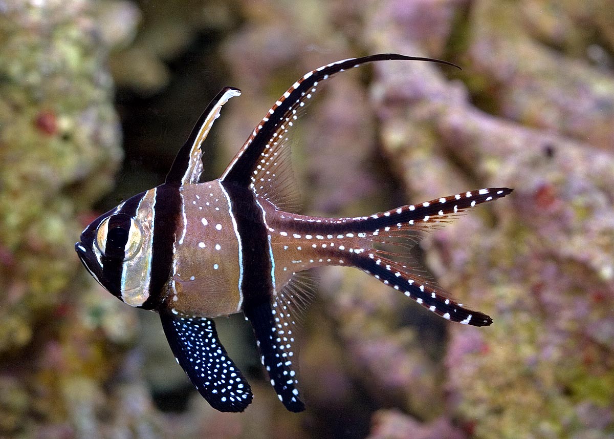 Banggai cardinalfish, Marine Aquarium Fish