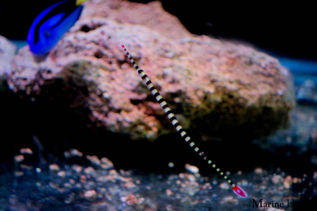 Snake looking banded or flagtail pipefish!!! | Marine Hobby