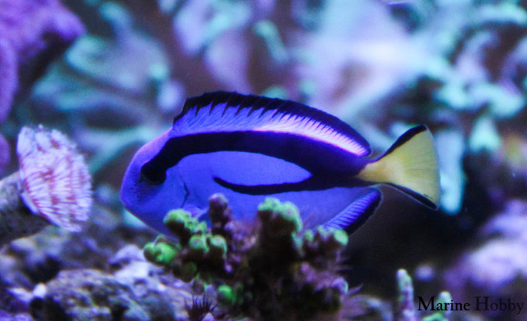 Paracanthurus hepatus