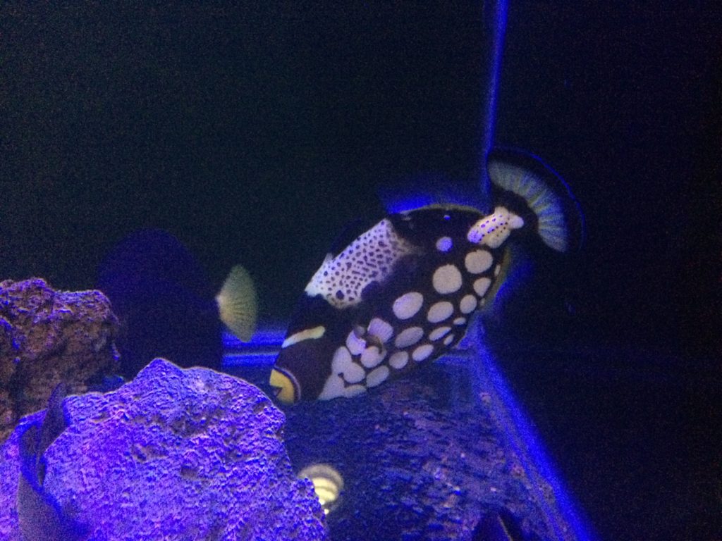 Hesroicy Tropical Fish Model Realistic Oncorhynchus Boxfish Clown