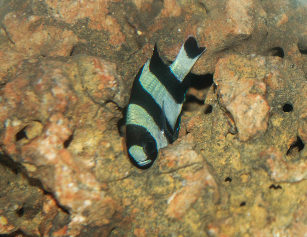 Four Stripe Damselfish from the Western Pacific | Marine Hobby