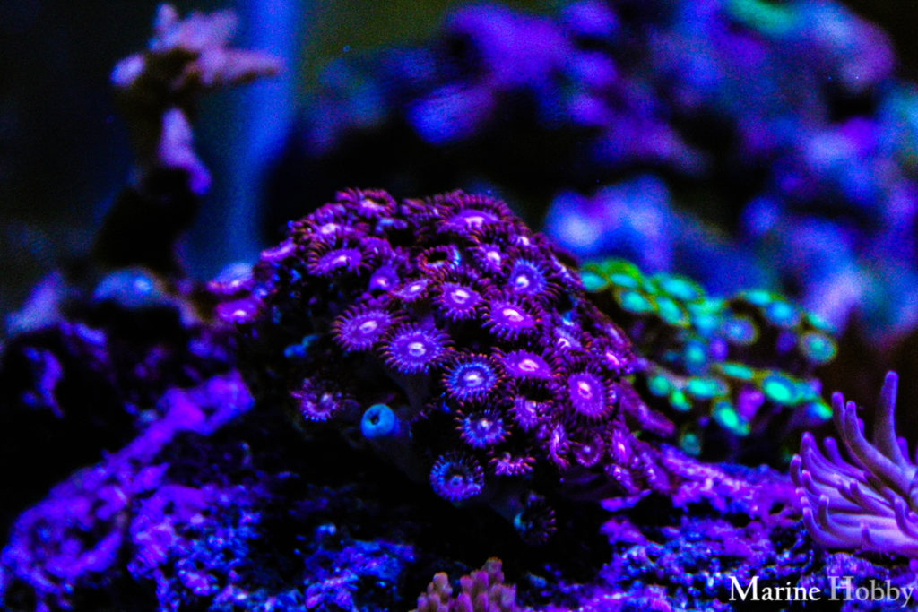 Polyps Toxic Coral