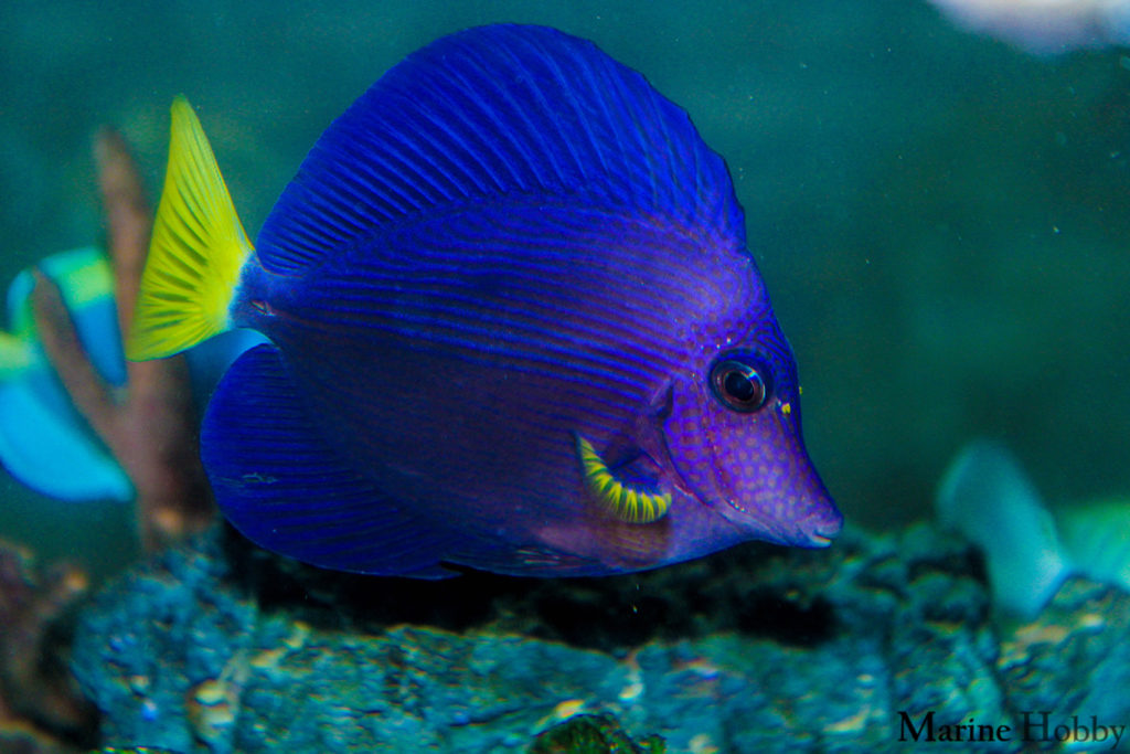 purple tang fish