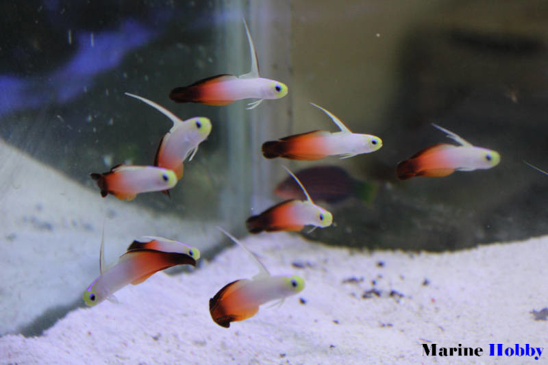 Nemateleotris magnifica_Firefish_Fire Dartfish