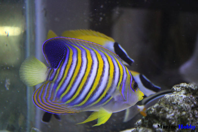 Regal Angelfish_Pygoplitesdiacanthus_Marine Aquarium