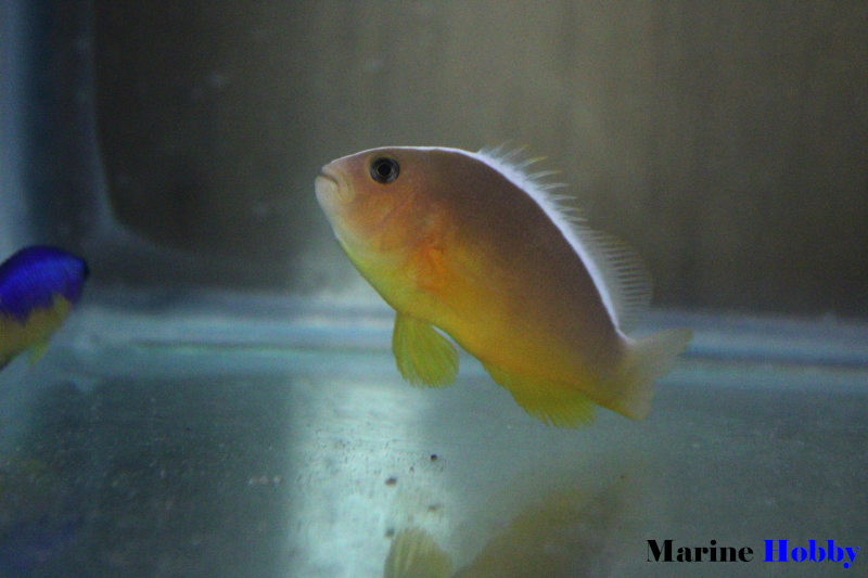 Amphiprion akallopisos