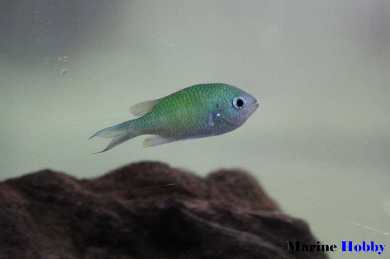 Blue Green Chromis