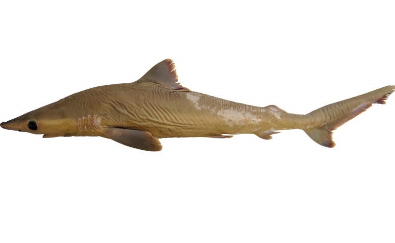Carcharhinus obsolerus