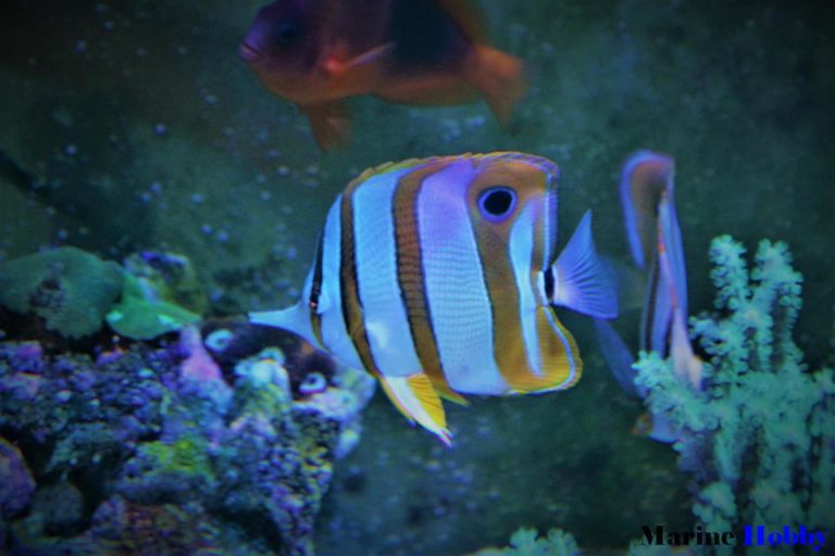 Revealing Marine Aquarium Setup Cost in India Marine Hobby