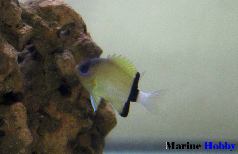 Chromis retrofasciata