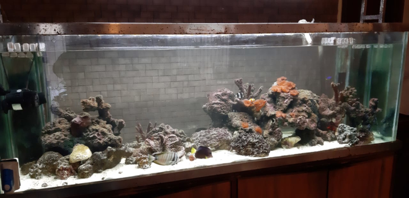 Marine Aquarium to Buy