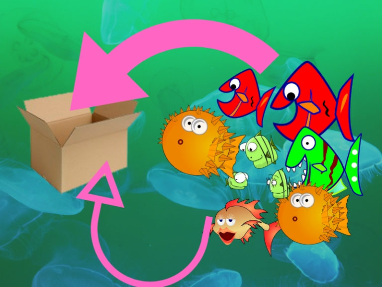 Revealing Marine Aquarium Setup Cost in India Marine Hobby