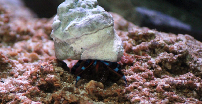 Blue Leg Hermit Crabs (Calcinus elegans)_MH