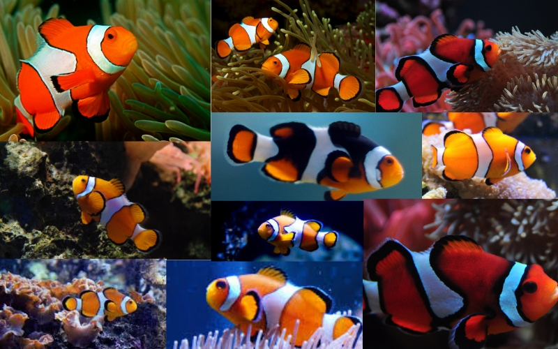 Clowns_Mumbai’s Marine Biodiversity Center
